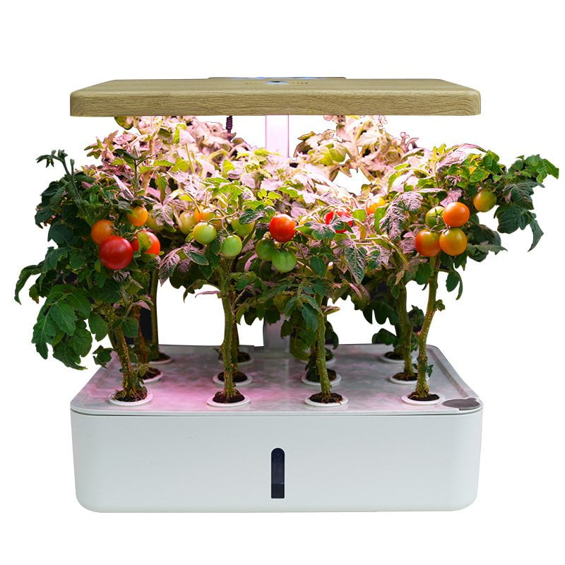Indoor Tomato Growing: 12-Pod LED Hydroponic Kit
