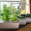 soilless hydroponics: patio blossom grow light box