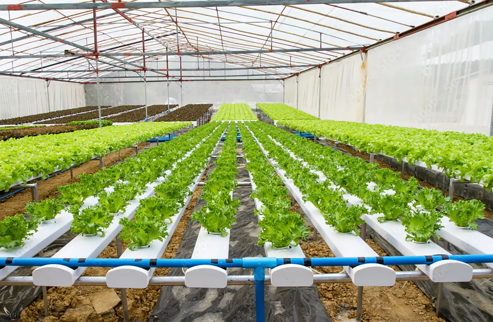 power-hydroponics-in-commercial-farming