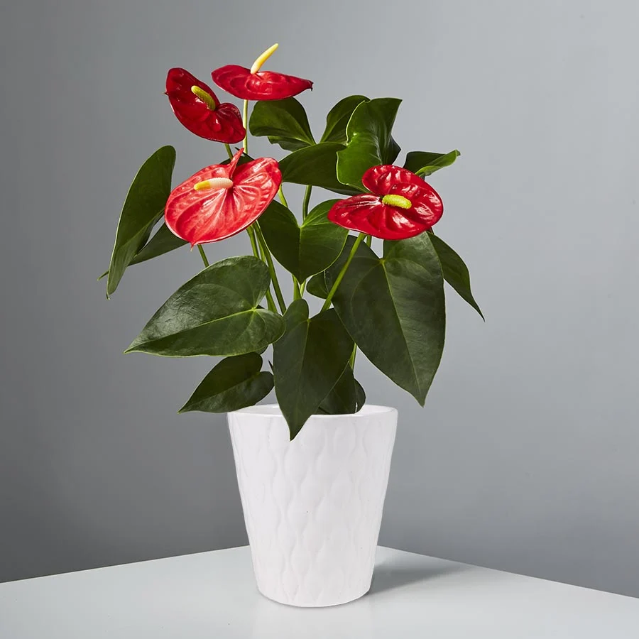 Air Purifying Anthurium: Red Anthurium