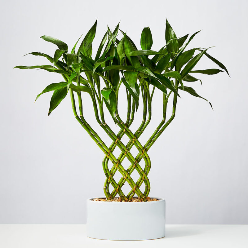 Bonsi Lucky Bamboo Trellis