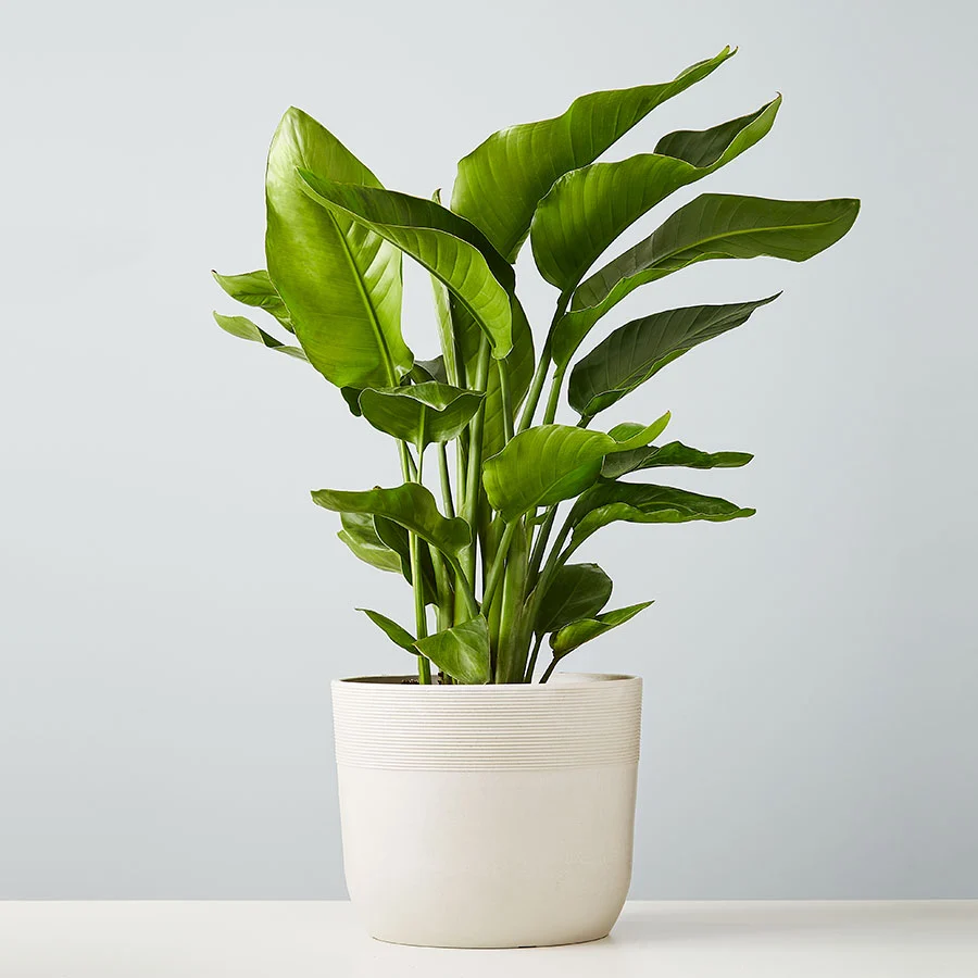 best low-maintenance common houseplants for indoor spaces | bird of paradise floor plant