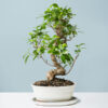 golden gate ficus bonsai - ideal indoor bonsai tree