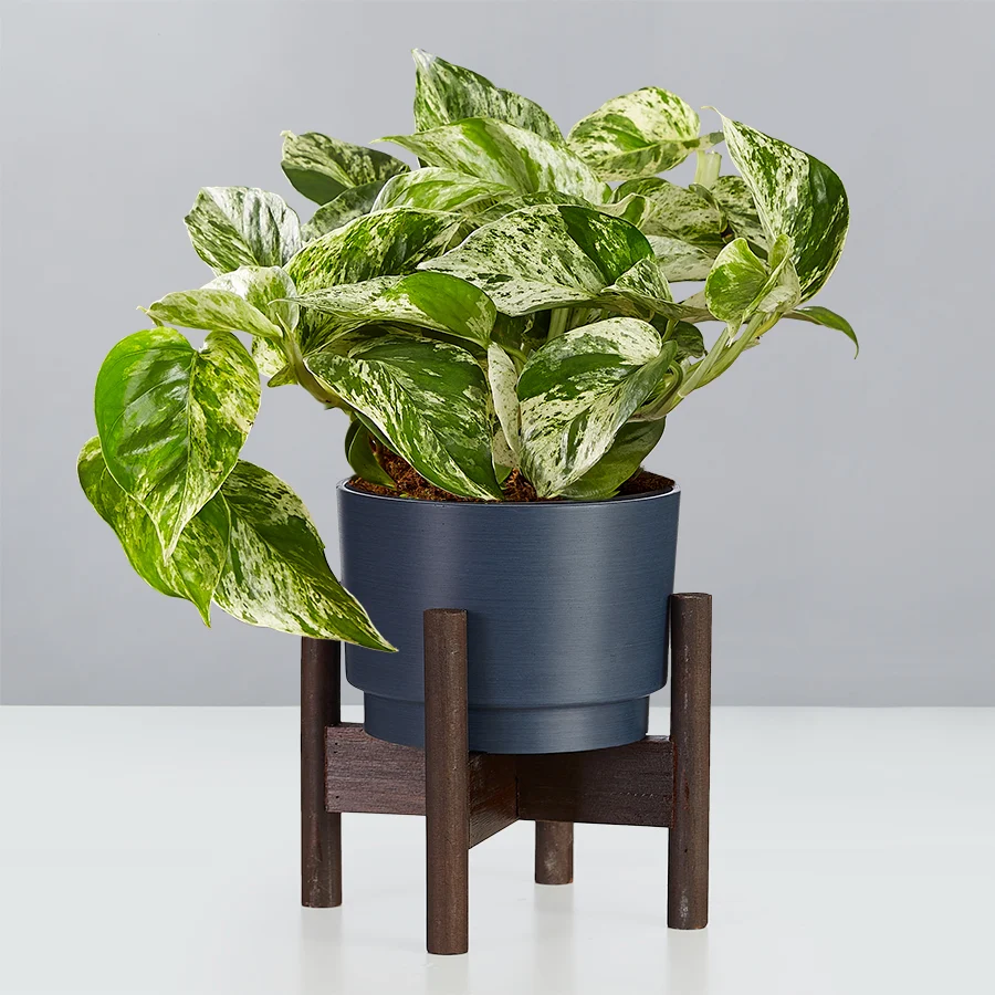 marble queen pothos: air purifying plants devil’s ivy