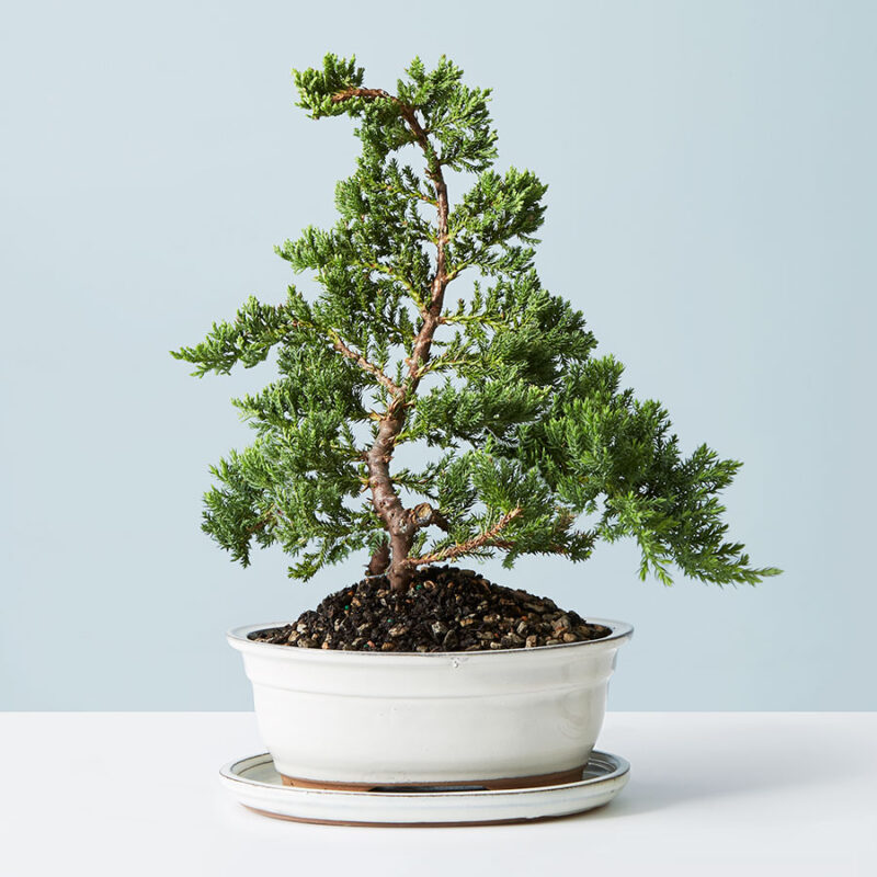 Juniper Bonsai Tree - Zen Relaxation and Artful Shaping