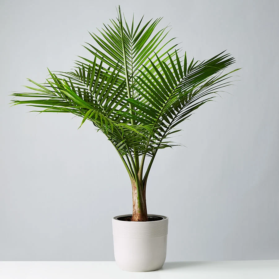 majesty palm floor plant - air purifying plants