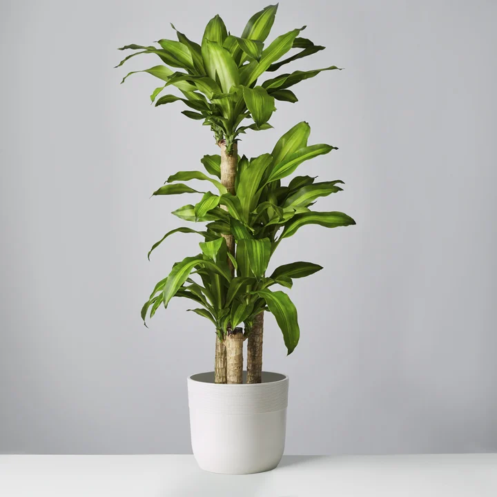 Mass Cane Floor Plant: Air Purifying Plants