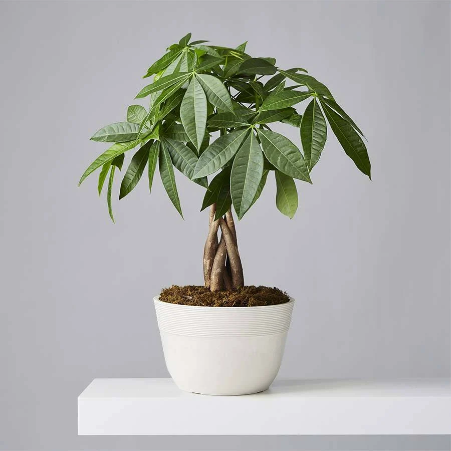 air purifying money tree plant