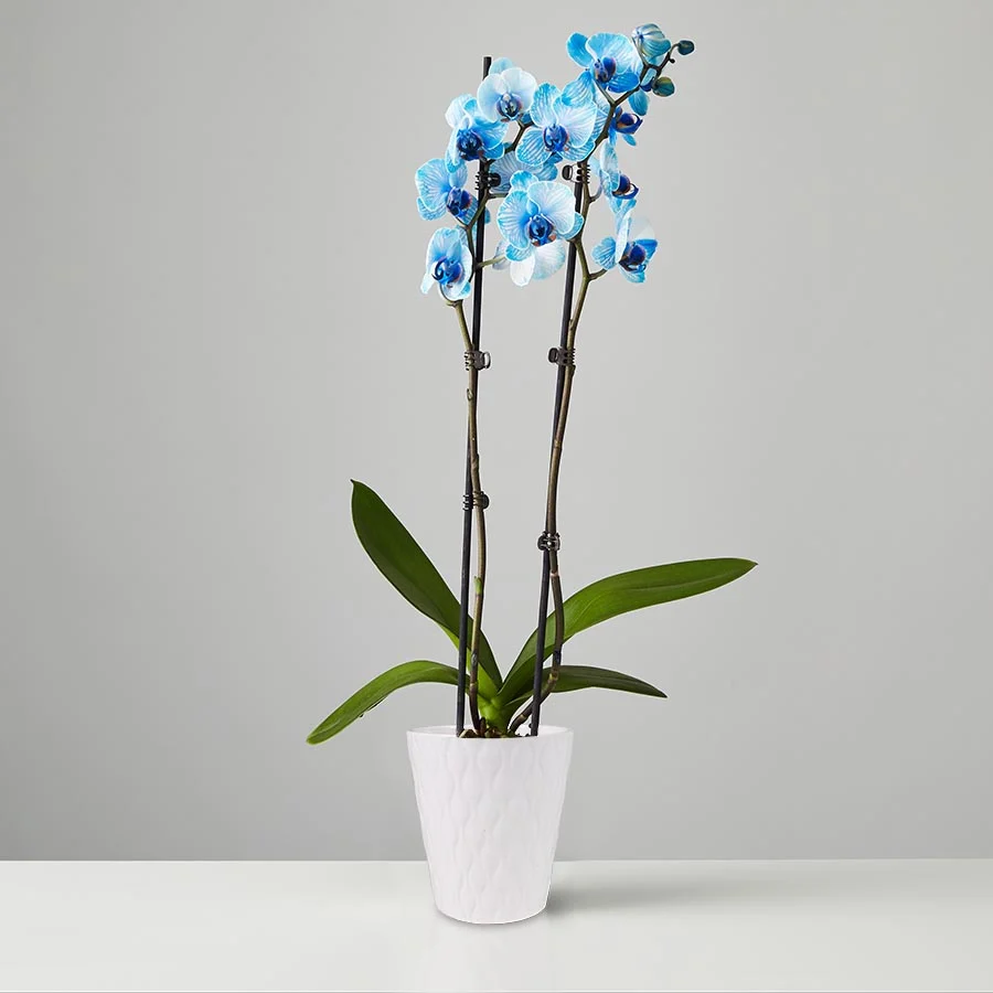 blue orchid phalaenopsis: large