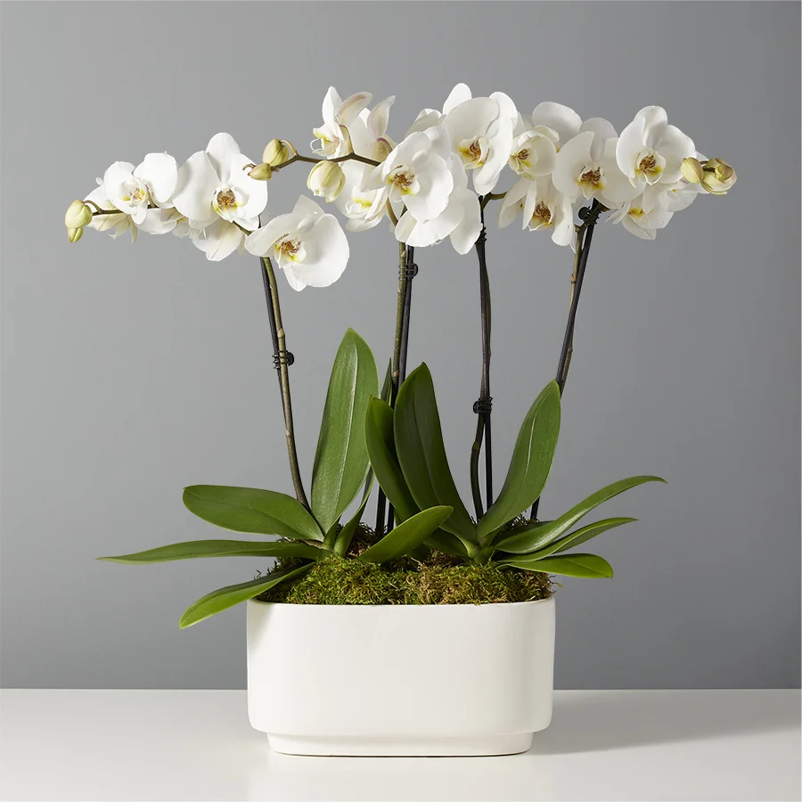 White Orchid Garden with Phalaenopsis Blooms