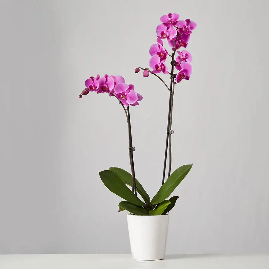 purple phalaenopsis orchid: large and elegant