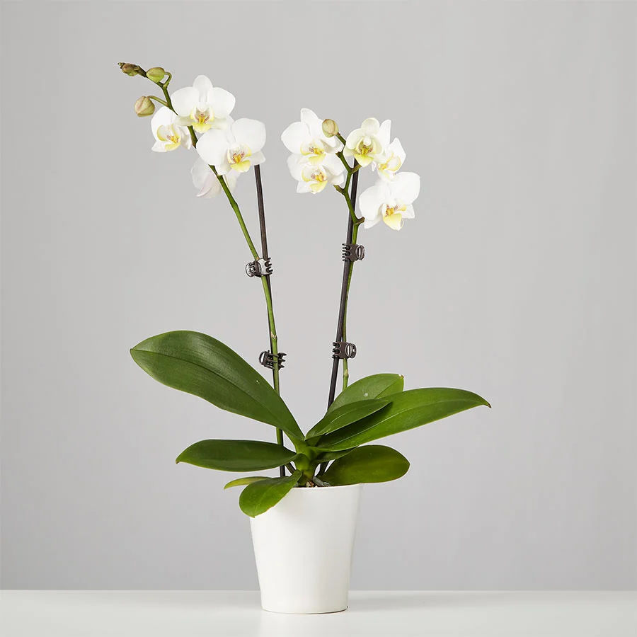 white phalaenopsis orchid: large and elegant