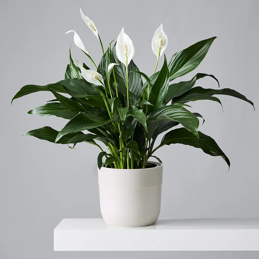 air purifying peace lily plant: graceful indoor houseplant