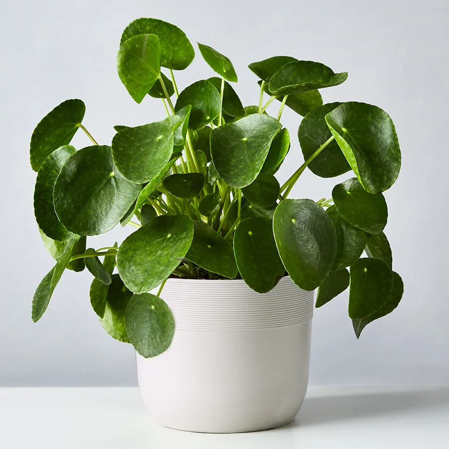 chinese money plant: air purifying plants: pilea peperomioides