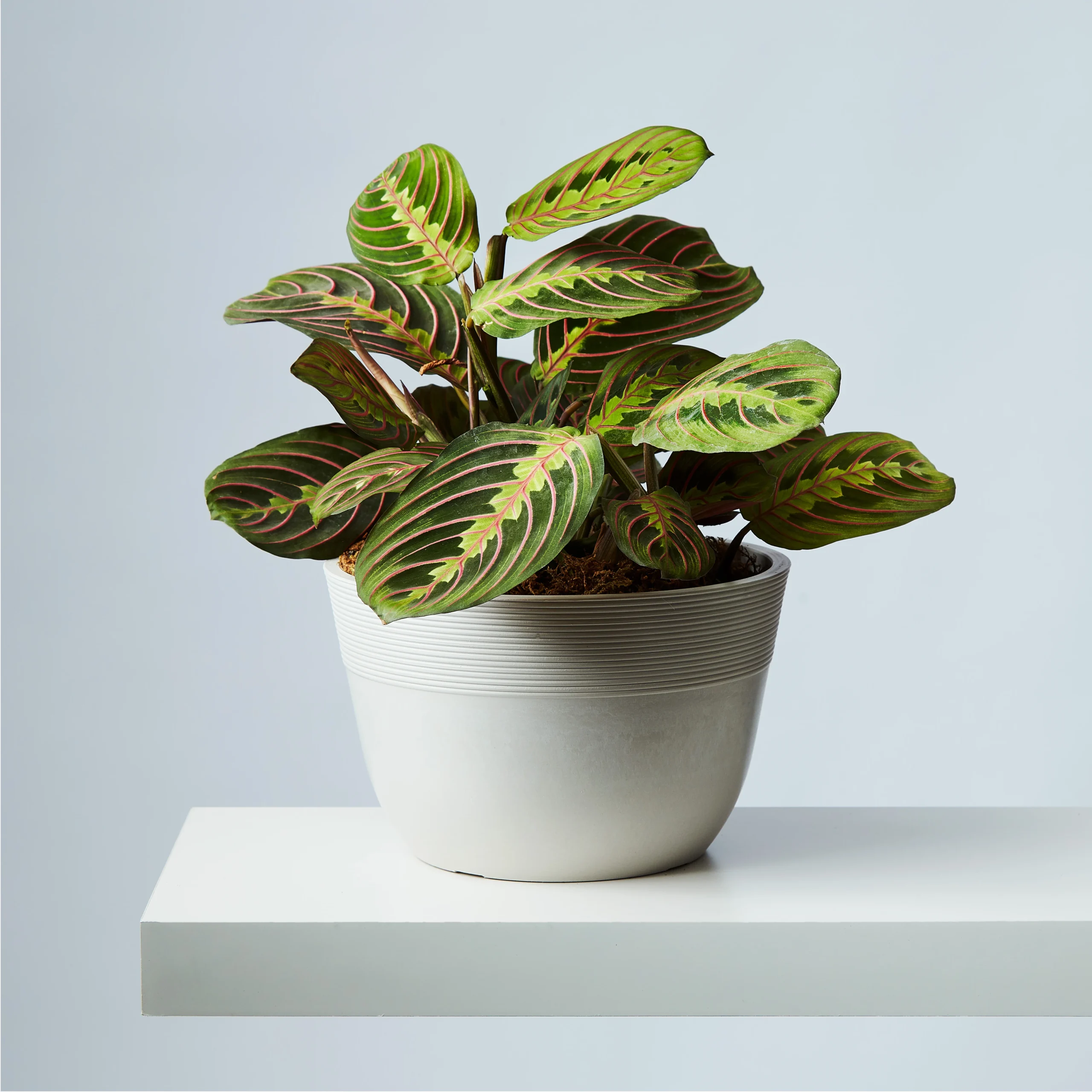 Prayer Plant Air Purifying Beauty