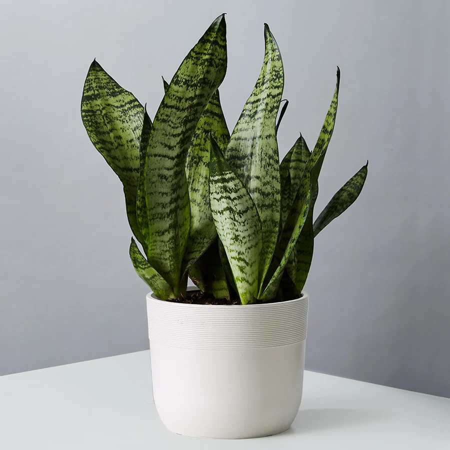 air purifying snake plant: elegant sansevieria