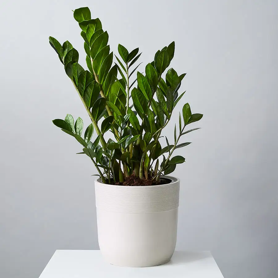 air purifying plants: zz (zamioculcas zamiifolia)