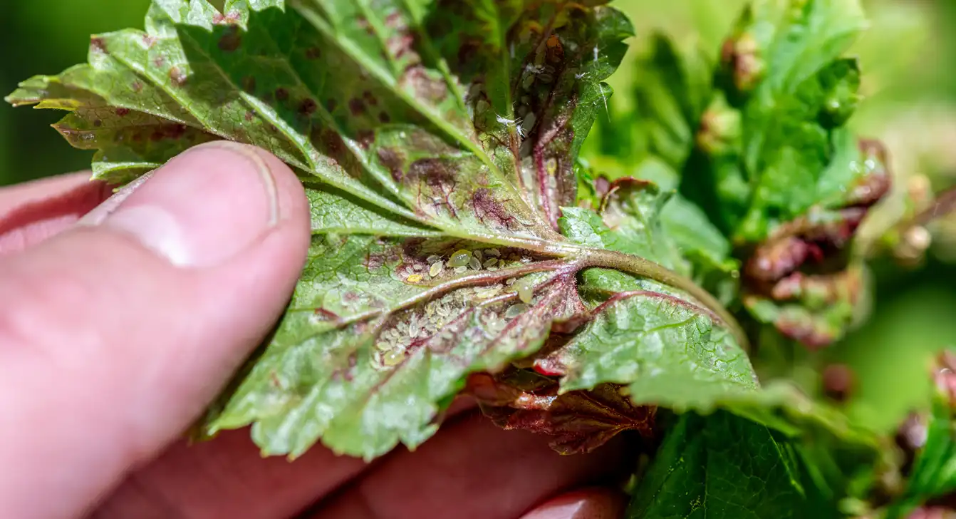 how to identify and control spider mites on houseplants: effective treatment methods and prevention tips