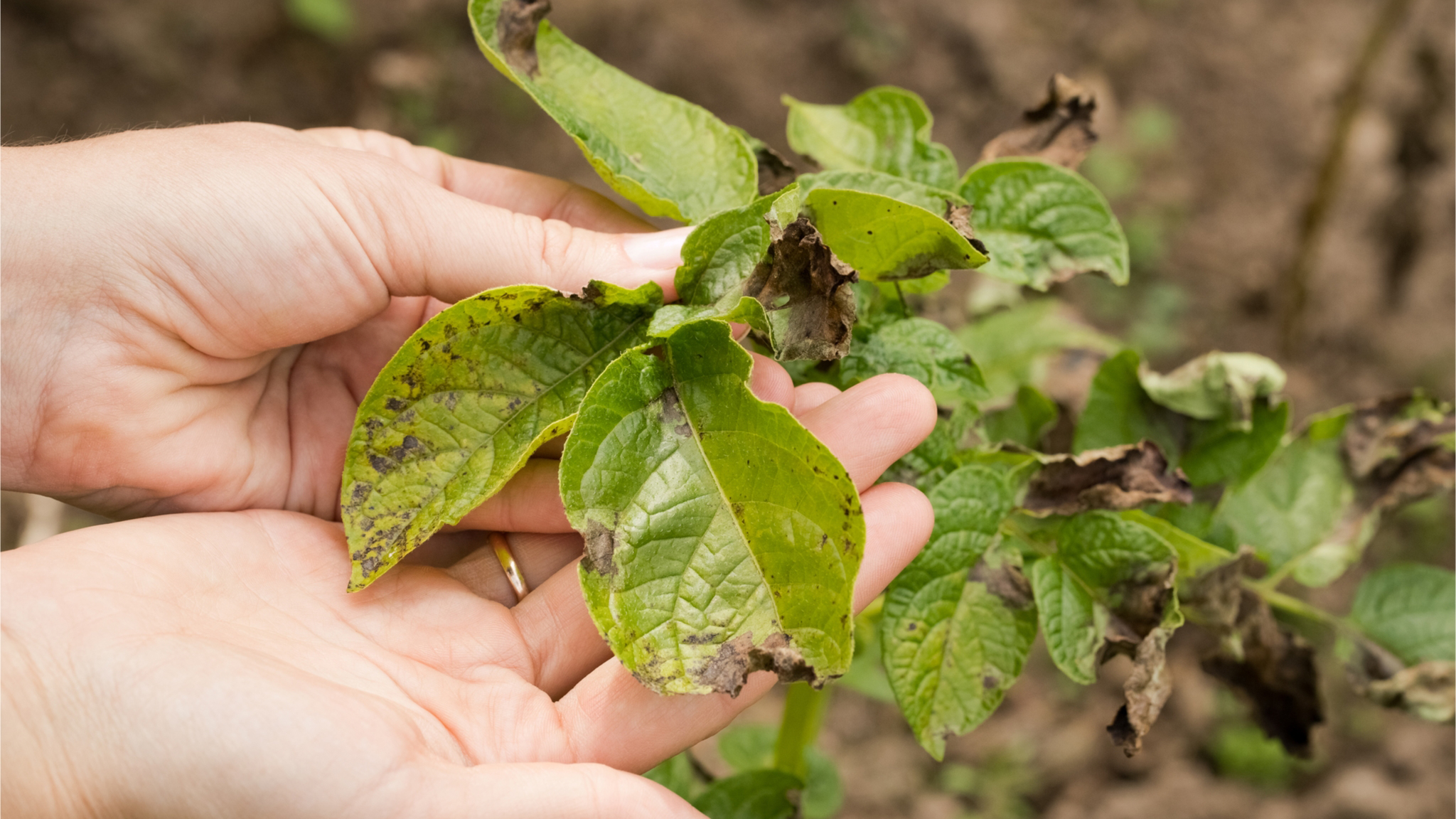 eco-friendly pest management: natural ways to control houseplant pests