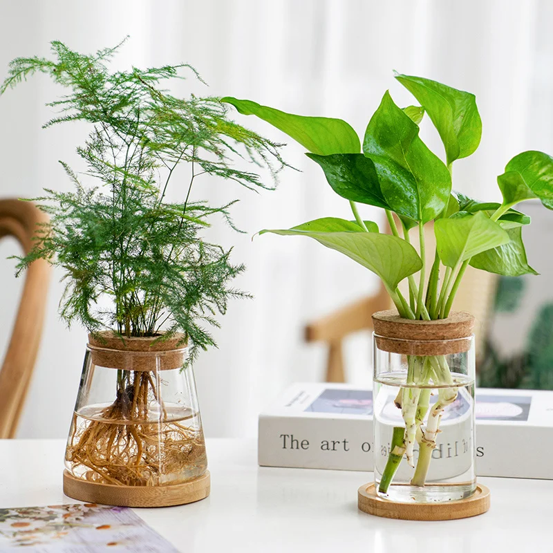 0A34Ac01-E6Cb-4Ed2-9B73-7Ad2D45Dcec3.Webp transparent simple creative hydroponic plant glass vase
