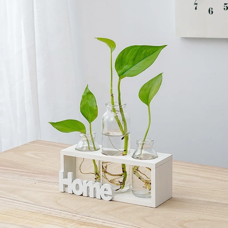 0Cf06087-0Ed3-41Ca-938F-A3098509E7E9.Webp simple and fresh glass vase hydroponic