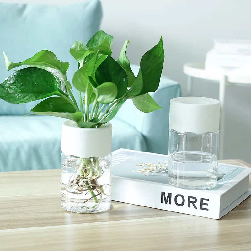 17Cf3551-Cff0-4A08-B3Ef-27F725Eedbb6.Webp transparent small pot plant hydroponic desktop