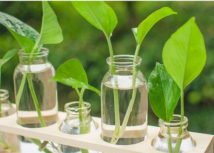 2295157378592.Webp hydroponic vase glass decoration