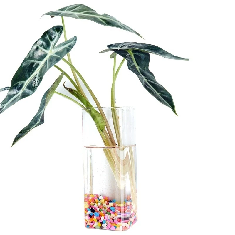 2D917Ef4-7C59-4C0F-A182-C4E9E6E78897_Trans.webp creative hydroponic hanging transparent glass vase