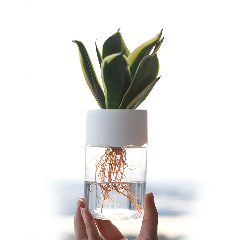 43C59Ee5-B4Ea-41F6-Bff1-5400C64685Ca.webp transparent small pot plant hydroponic desktop