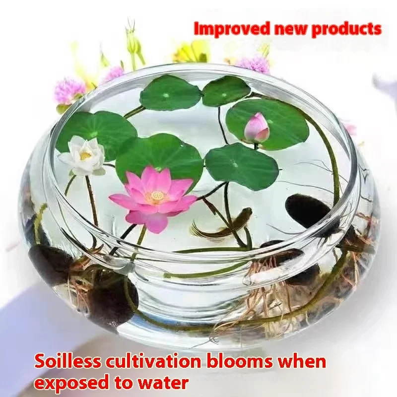 4C846E79-0B18-42C1-Ad78-69F61B993368_Trans.webp bowl lotus lotus seed fish tank hydroponic plant indoor hydroponic