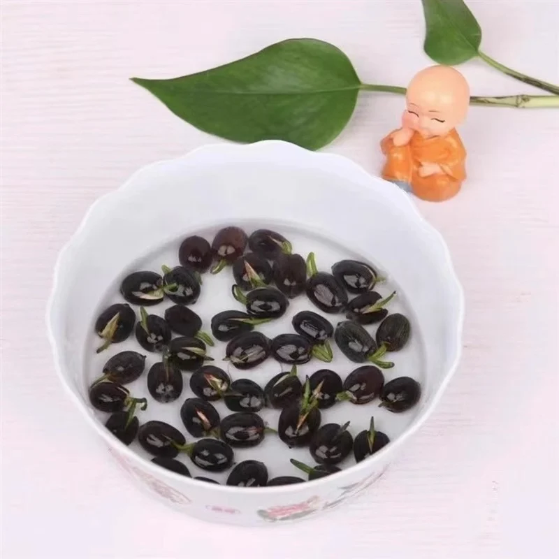 522Abb2D-987C-483E-B9D0-617A40Ee6607.Webp bowl lotus lotus seed fish tank hydroponic plant indoor hydroponic