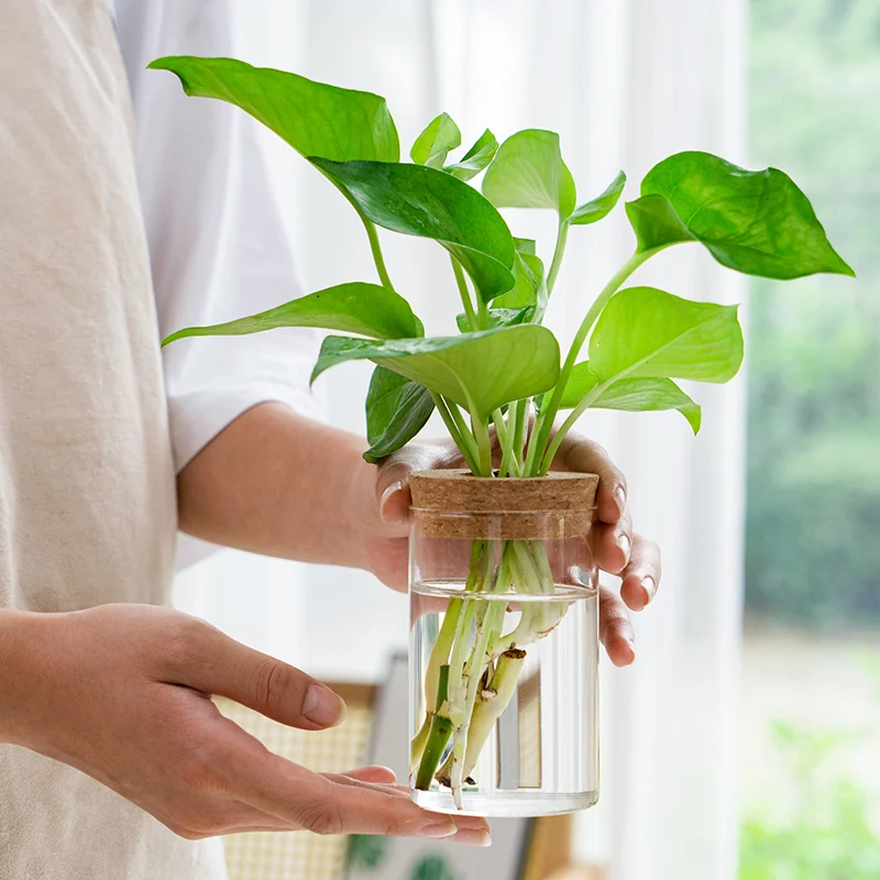 543F9F5F-81D7-4F5A-9661-Fd47A42824Fa.webp transparent simple creative hydroponic plant glass vase