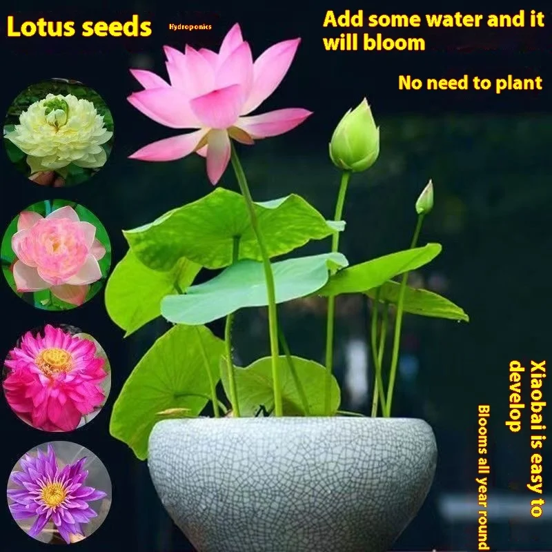 bowl lotus seed everblooming hydroponic hydroponic green plant