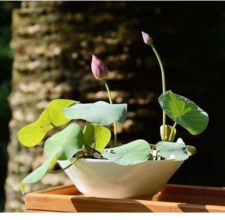 Hydroponic Plant Ceramic Flower Pot Hydroponic Ware Ornaments