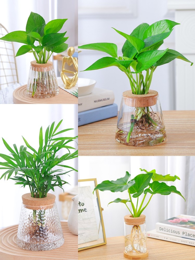 Hydroponic Glass Vase Transparent Desktop Display 4