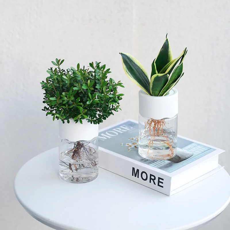 76C7853A-A364-43E9-98Fc-A43176845E37.Webp transparent small pot plant hydroponic desktop