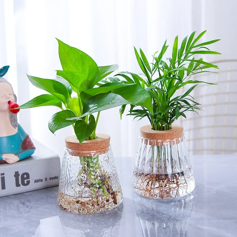 hydroponic glass vase transparent desktop display
