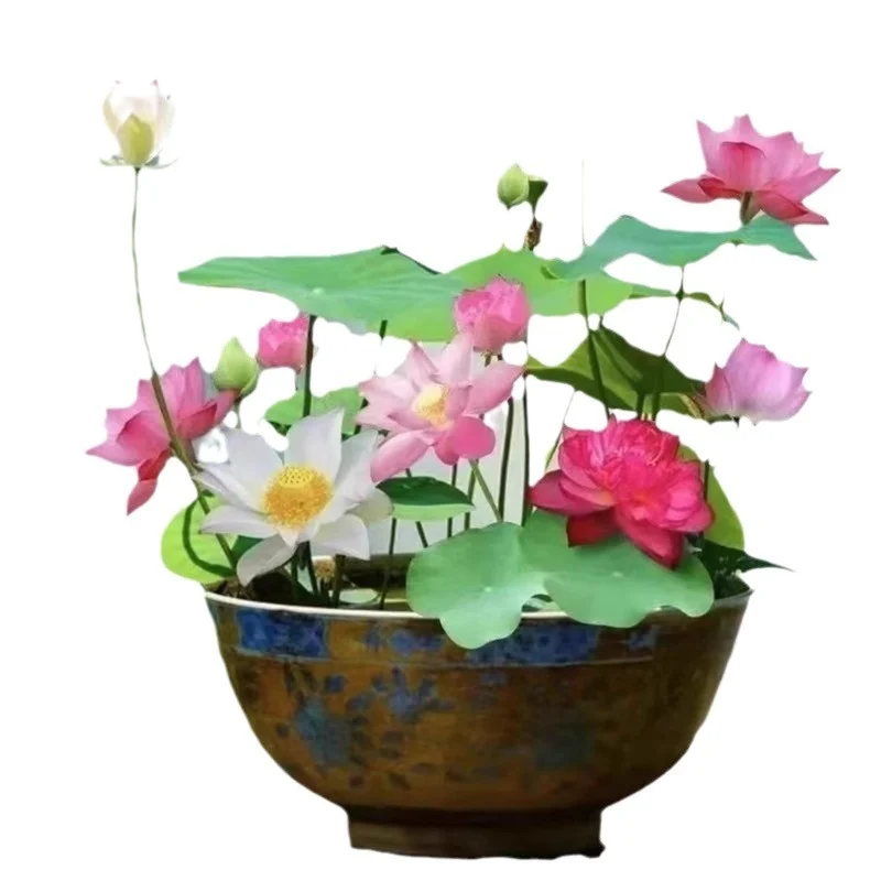 9163D763-2775-414D-8179-2Ddf8E6A513B.webp bowl lotus lotus seed fish tank hydroponic plant indoor hydroponic