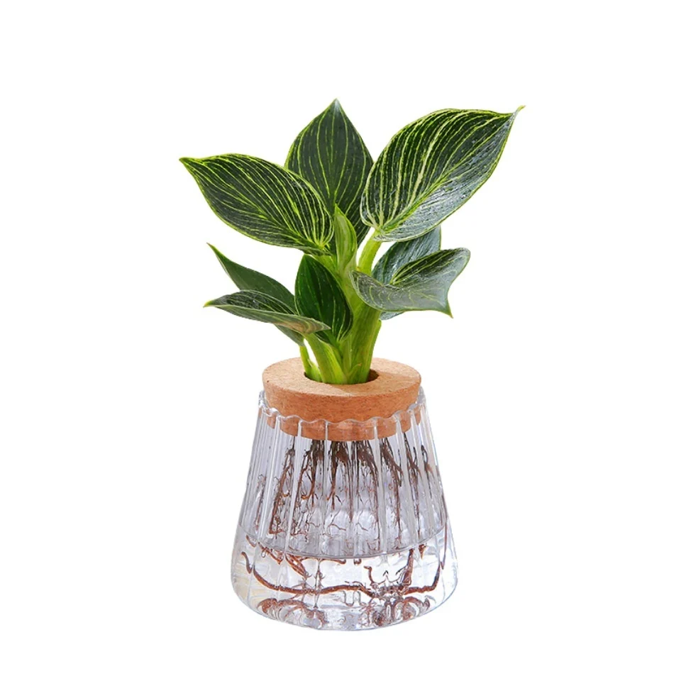 A00690B5-666B-4980-9D42-Eac425A1A975_Trans.webp hydroponic glass vase transparent desktop display