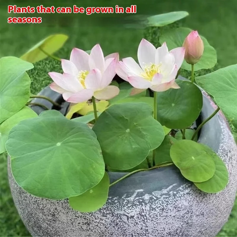 Ac663502-483A-48B9-9Efb-Ddddfba28Aa9_Trans.webp bowl lotus lotus seed fish tank hydroponic plant indoor hydroponic
