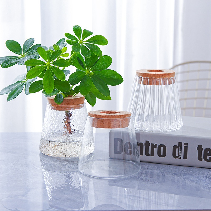 Hydroponic Glass Vase Transparent Desktop Display 3