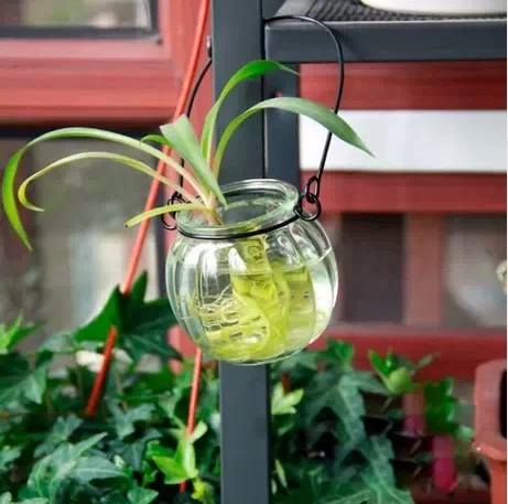 C48626B2-Aca4-4De8-8Dc9-2493A8D017Fe.webp glass hydroponic container vase