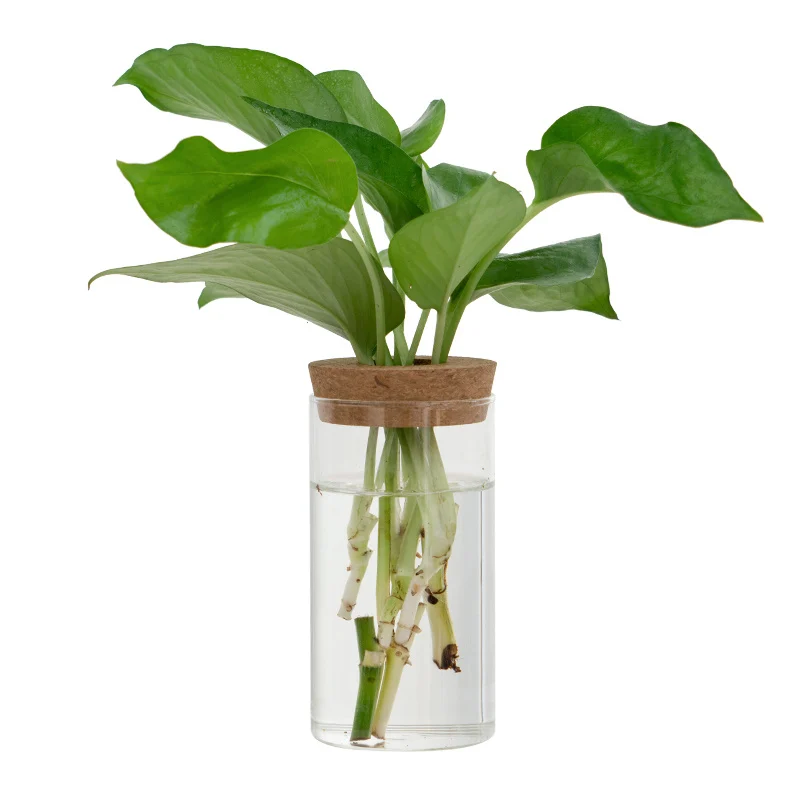 C91387Ef-007B-4F0C-Ae46-9045F457Bbac.webp transparent simple creative hydroponic plant glass vase