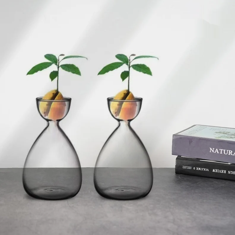 Avocado Hydroponic Seed Planting Bottle
